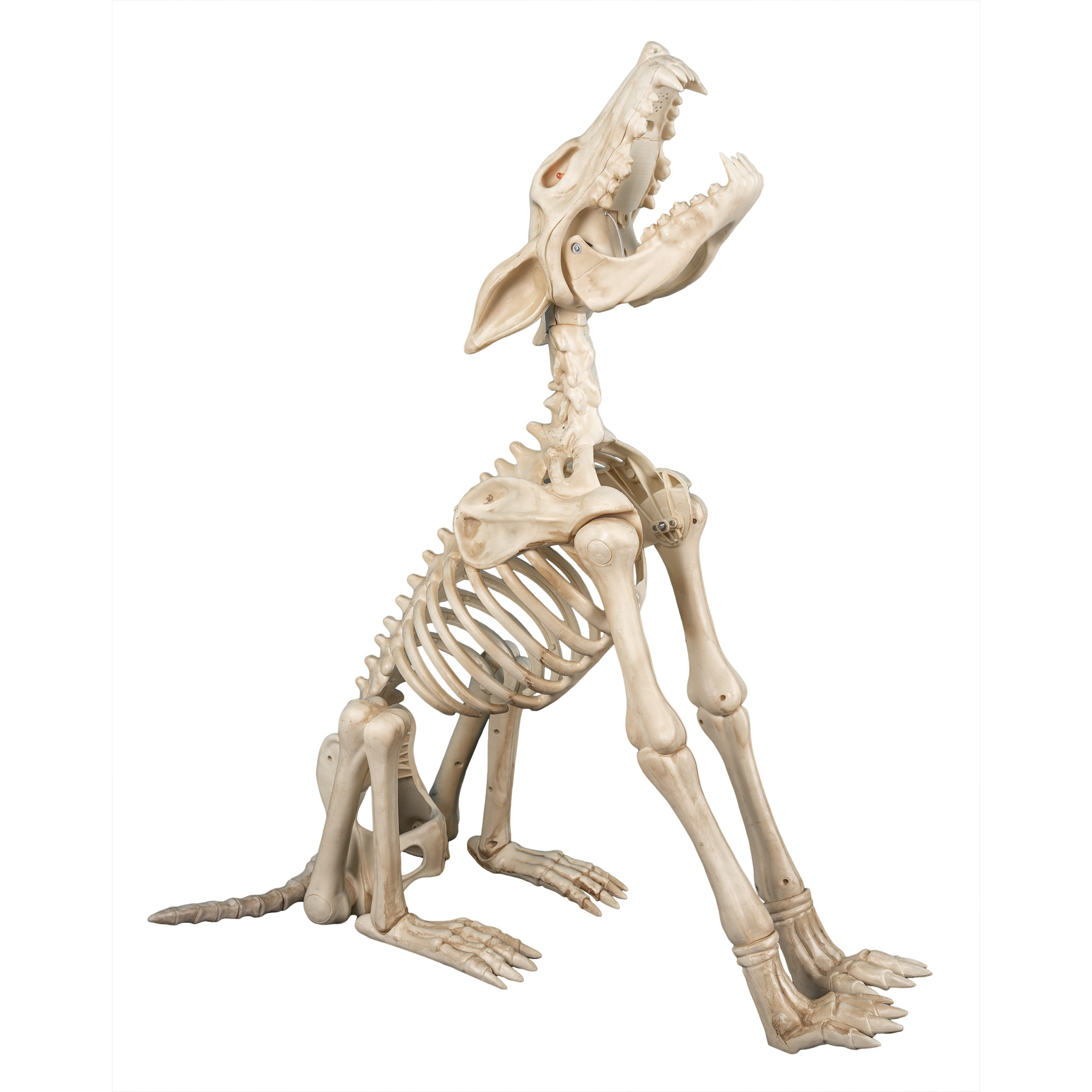 Shadow the Howling Wolf Skeleton Animatronic – 80cm